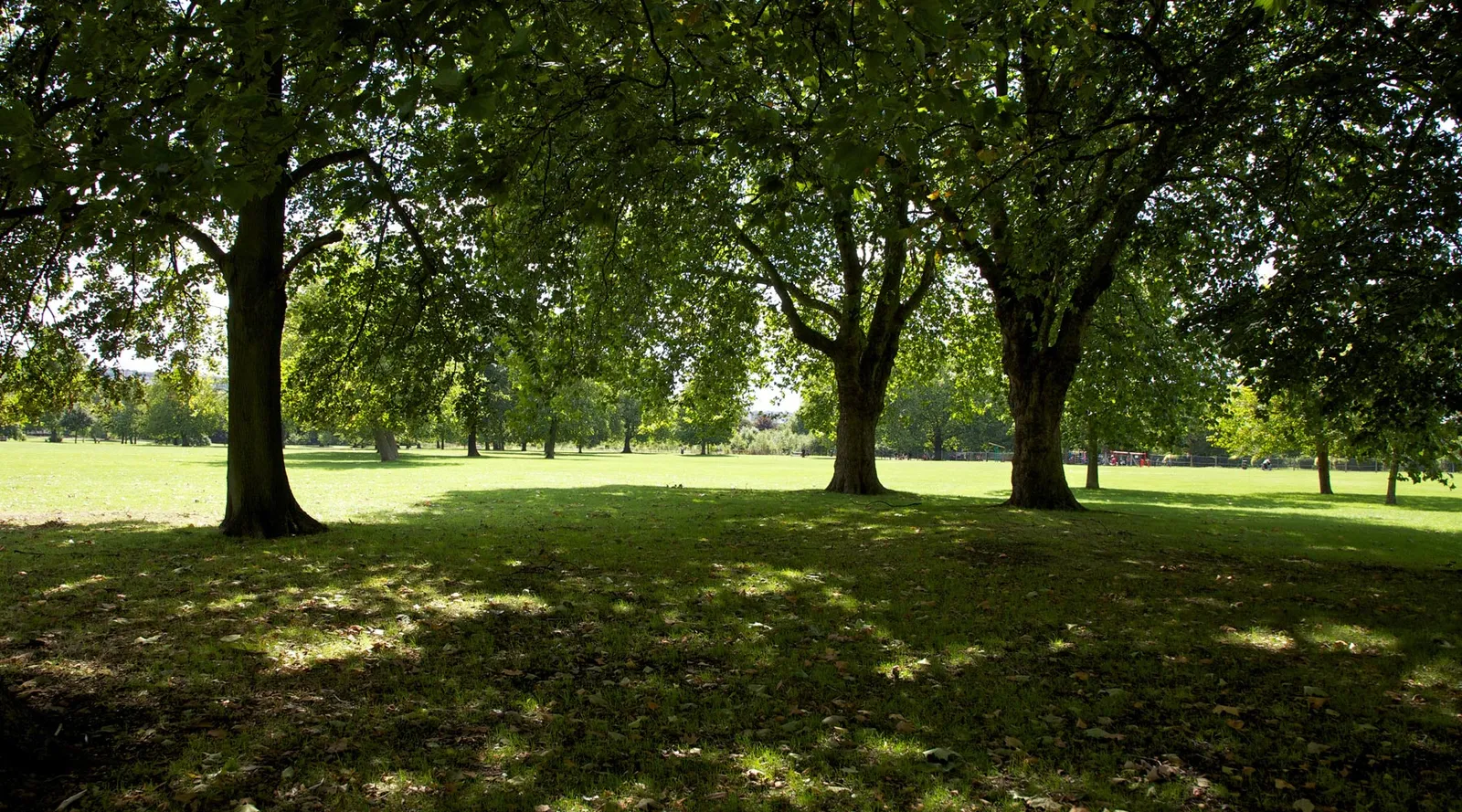 Acton Park Life